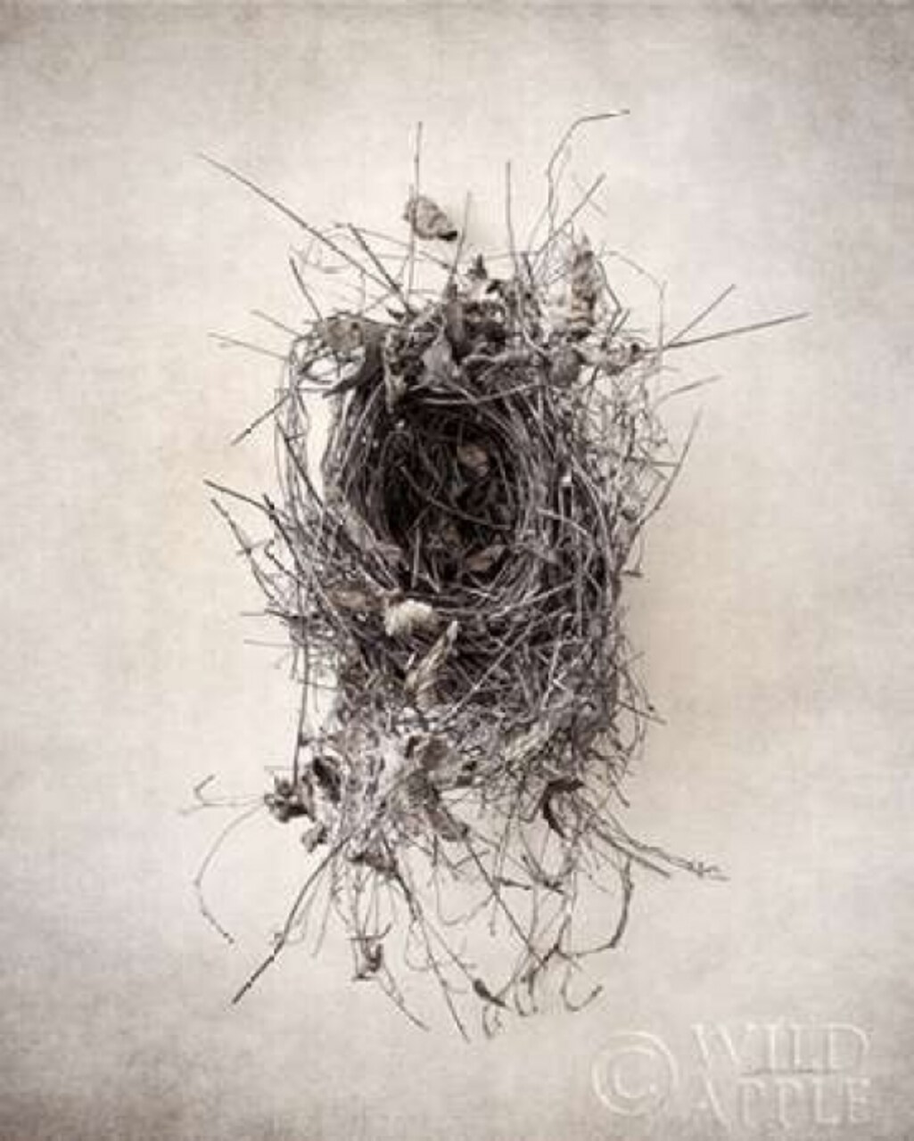 Nest II Poster Print by Debra Van Swearingen - Item # VARPDX31499HR